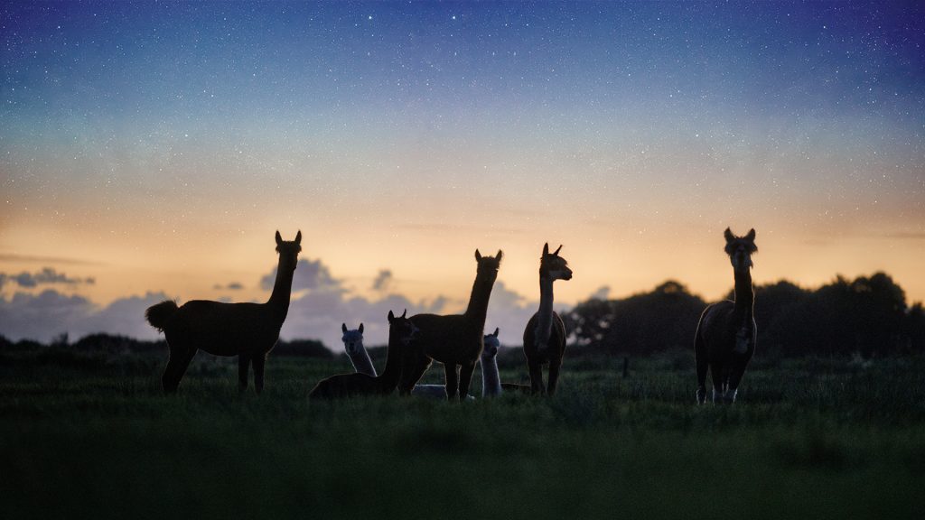 Alpakas-mit-Nachthimmel-1